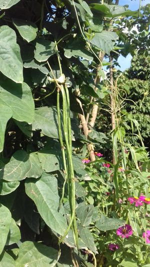 Homegrown long green beans at Tao Guesthouse in Kasi