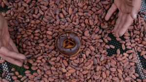 Chocolate Crunch! at Holey Grail Donuts - Food Truck in Hanalei