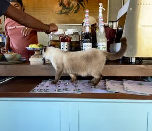 ❤️  at Indiana vegan Cafe & Yoga in Langkawi