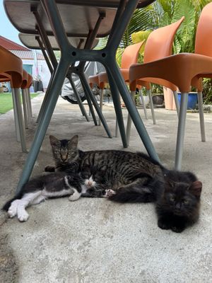 Cute cats  at Indiana vegan Cafe & Yoga in Langkawi