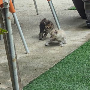  at Indiana vegan Cafe & Yoga in Langkawi