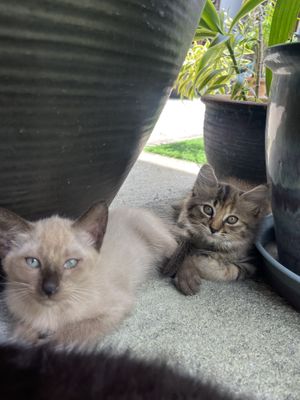   at Indiana vegan Cafe & Yoga in Langkawi