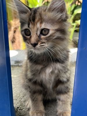   at Indiana vegan Cafe & Yoga in Langkawi