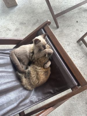   at Indiana vegan Cafe & Yoga in Langkawi