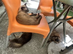   at Indiana vegan Cafe & Yoga in Langkawi