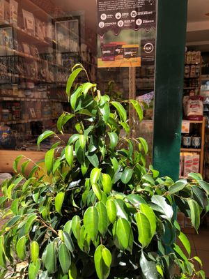 Organic and vegan icecream at Bomercado in Lisbon