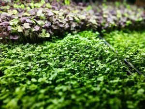 A sea of radish and wasabi mustard at Lake Forest Farms Microgreens in Lake Forest