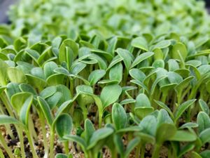 Borage - tastes like fresh, juicy cucumber. at Lake Forest Farms Microgreens in Lake Forest