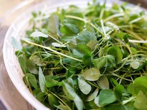 Super tender and sweet pea shoots. Great in smoothies, salads, or to saute. at Lake Forest Farms Microgreens in Lake Forest