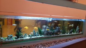 Fish tank at Luna's Kitchen in Beirut