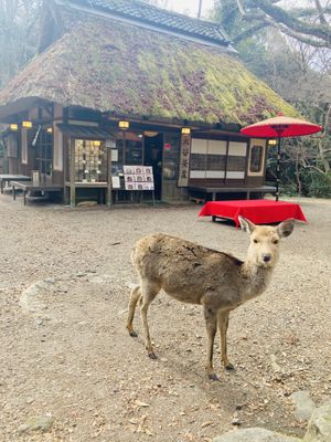 Go here!  at Mizuya Chaya 水谷茶屋 in Nara