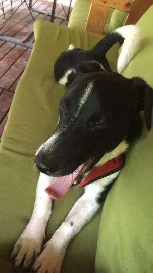 Olly the resident dog keeping me company  at Base Bungalows  in Antalya