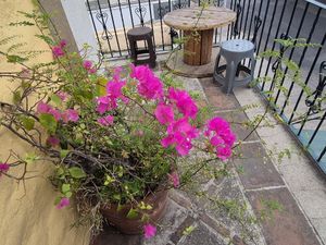 Gorgeous bougainvillea at the entrance 😍 at La Garnacheria Vegana in Cuernavaca