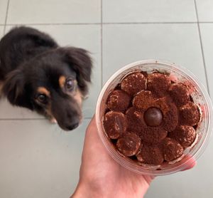 Tiramisù (and a little envious guy!) at Radagast Vegan Bakery in Rome