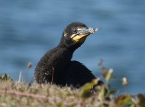 A fledgling Double-crested Cormorant exploring the lawn while we ate. at La Cabana de Raya in Astoria