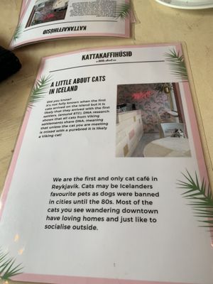 About the cats  at Kattakaffihusid in Reykjavik