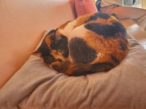 Cats enjoy sleeping on your clothing items. at Kattakaffihusid in Reykjavik