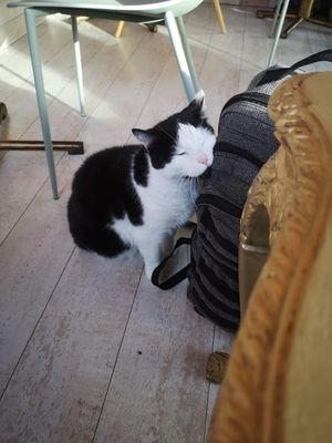  at Kattakaffihusid in Reykjavik