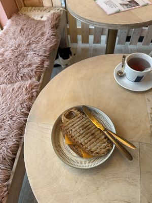Avocado, tomato, cheese sandwich with a side of cat companion.   at Kattakaffihusid in Reykjavik