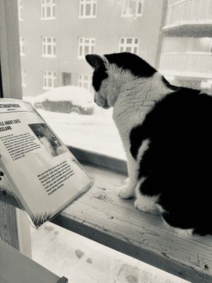 Salt reading about Icelandic cats    at Kattakaffihusid in Reykjavik