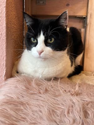 Max so serious    at Kattakaffihusid in Reykjavik