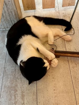 Max not so serious. 🐈‍⬛  at Kattakaffihusid in Reykjavik