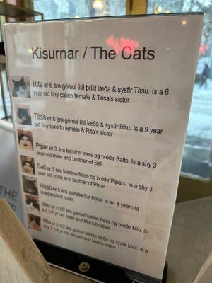   at Kattakaffihusid in Reykjavik