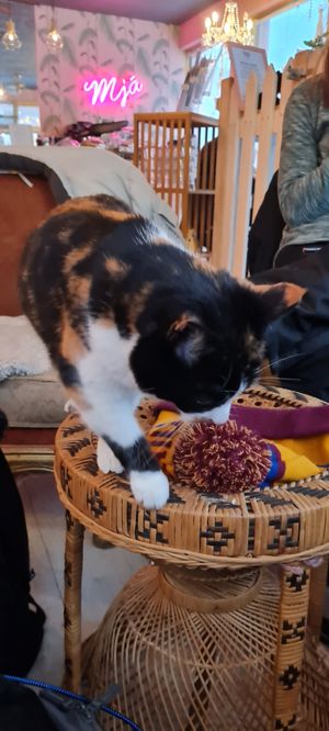  at Kattakaffihusid in Reykjavik