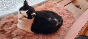  at Kattakaffihusid in Reykjavik