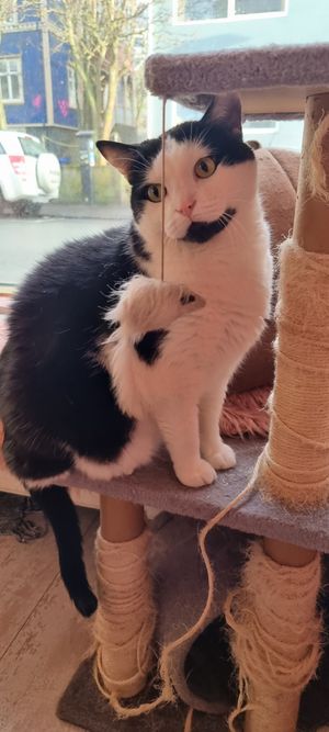  at Kattakaffihusid in Reykjavik