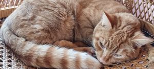  at Kattakaffihusid in Reykjavik