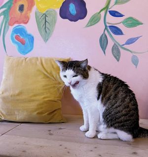   at Kattakaffihusid in Reykjavik