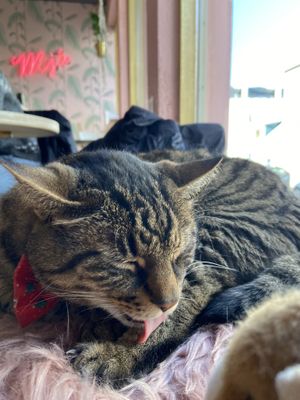   at Kattakaffihusid in Reykjavik