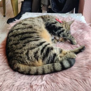  at Kattakaffihusid in Reykjavik