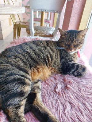  at Kattakaffihusid in Reykjavik