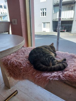  at Kattakaffihusid in Reykjavik