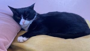   at Kattakaffihusid in Reykjavik