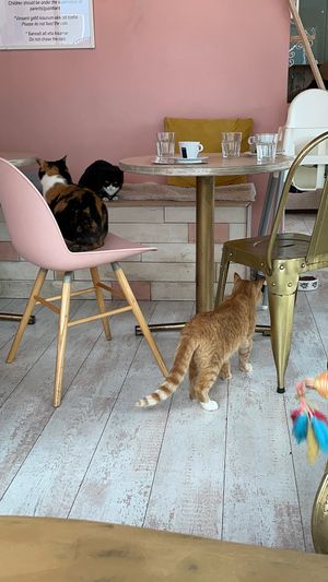 cats  at Kattakaffihusid in Reykjavik