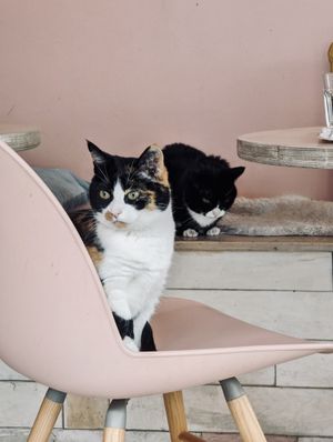 cats  at Kattakaffihusid in Reykjavik