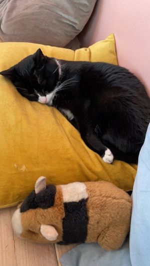   at Kattakaffihusid in Reykjavik