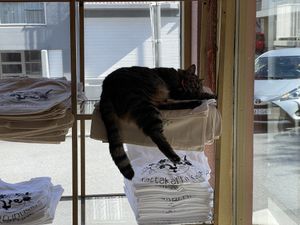 Cute cat with a red bow tie.  at Kattakaffihusid in Reykjavik
