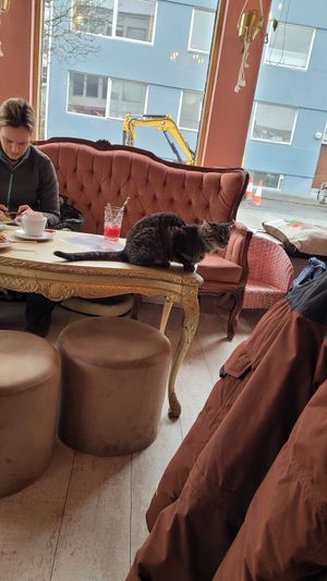  at Kattakaffihusid in Reykjavik
