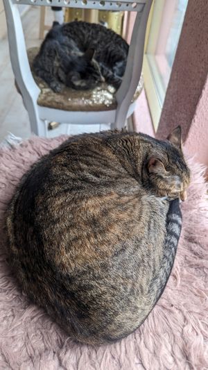 Cats sleeping in the cafe at Kattakaffihusid in Reykjavik