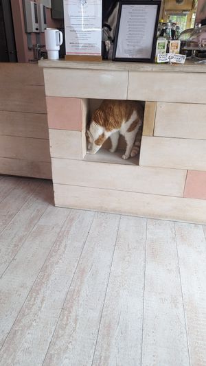 Another cat by the counter at Kattakaffihusid in Reykjavik