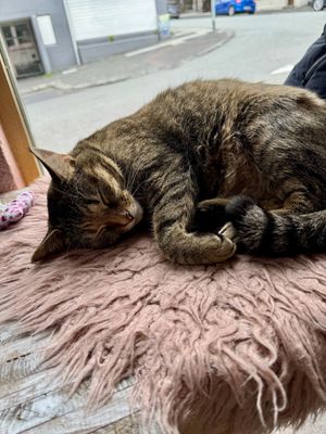   at Kattakaffihusid in Reykjavik