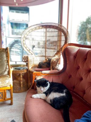   at Kattakaffihusid in Reykjavik