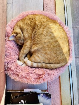   at Kattakaffihusid in Reykjavik