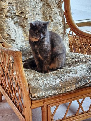 Cat at Kattakaffihusid in Reykjavik