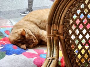 Cat at Kattakaffihusid in Reykjavik