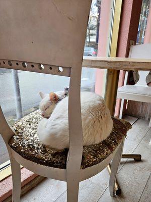 Cat at Kattakaffihusid in Reykjavik